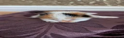 Mixed Breed cats for sale: £40 each or 2 for £70 - read description :) in Liverpool - Advert 17
