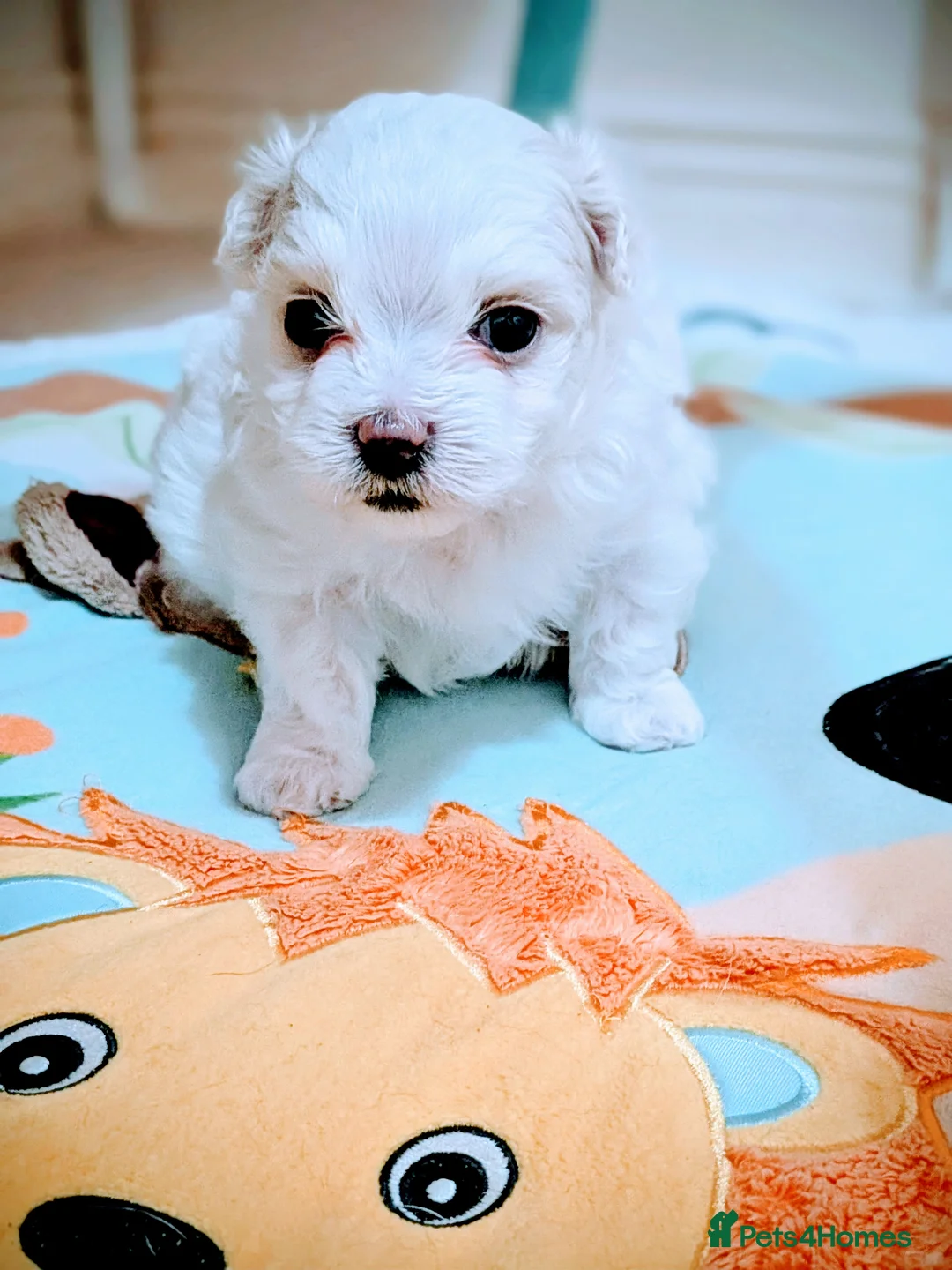 Maltese dogs for sale: Beautiful Tiny Maltese puppies  - Advert 7