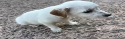 Jack Russell dogs for sale: Jack Russell girls  - Advert 7
