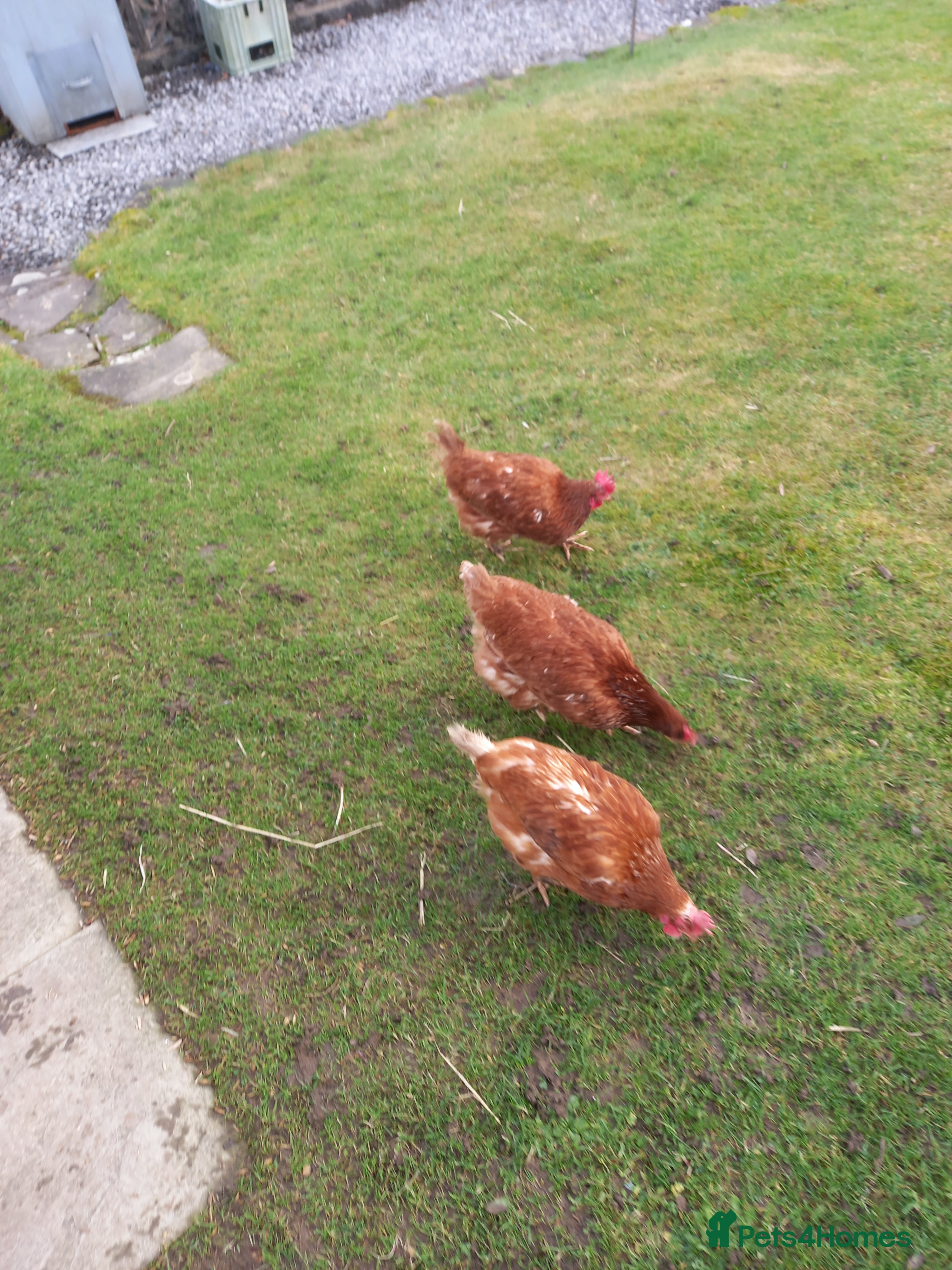 Chickens poultry WARRENS - Advert 1