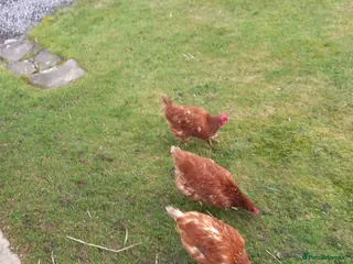 Chickens poultry WARRENS - Advert 1