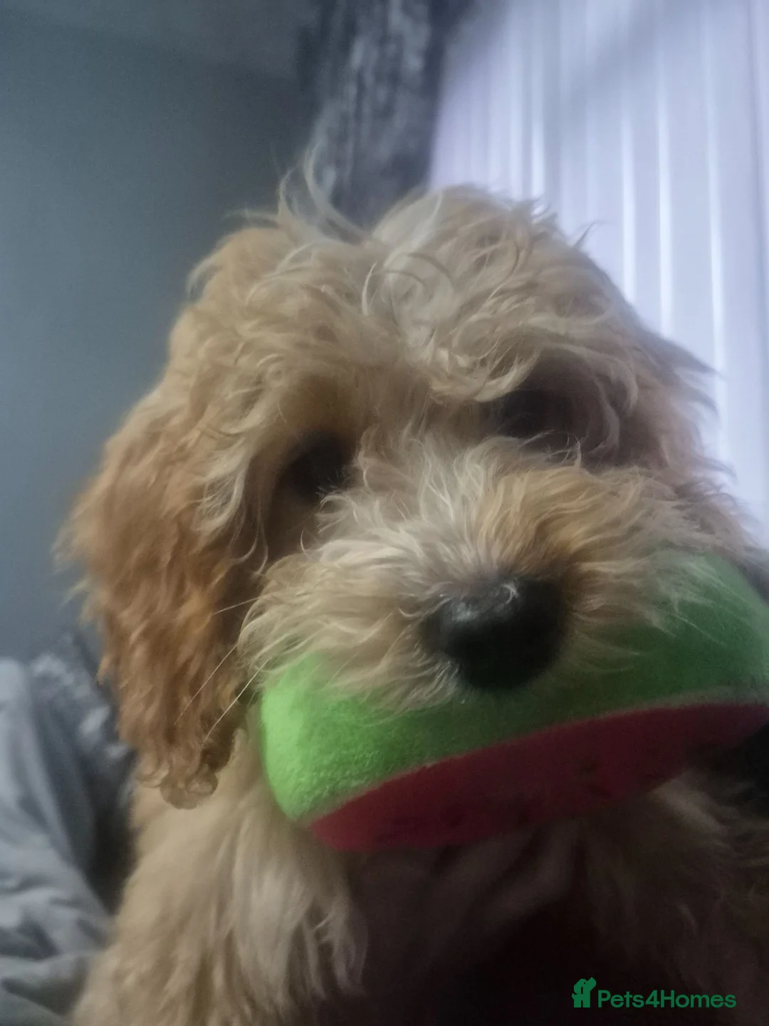 Maltipoo dogs for sale: Maltipoo - Advert 2