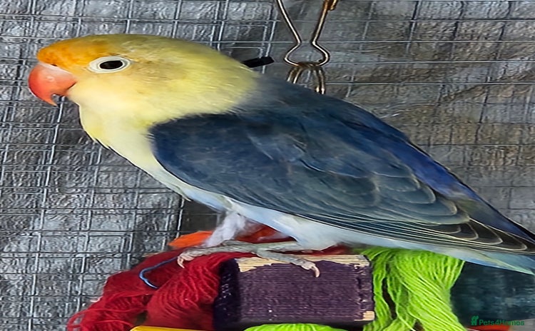 Lovebirds birds - Advert 5