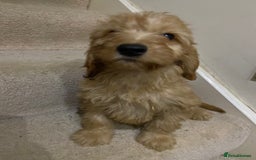 Cockapoo dogs for sale: F1 cockapoo PRA hereditary clear  - Image 10