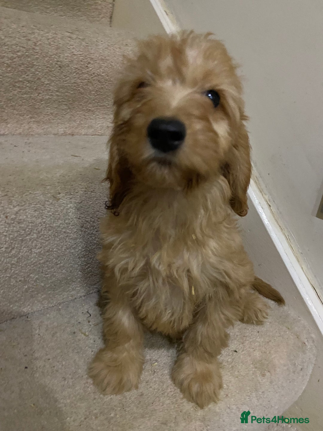 Cockapoo dogs for sale: F1 cockapoo PRA hereditary clear  - Image 10