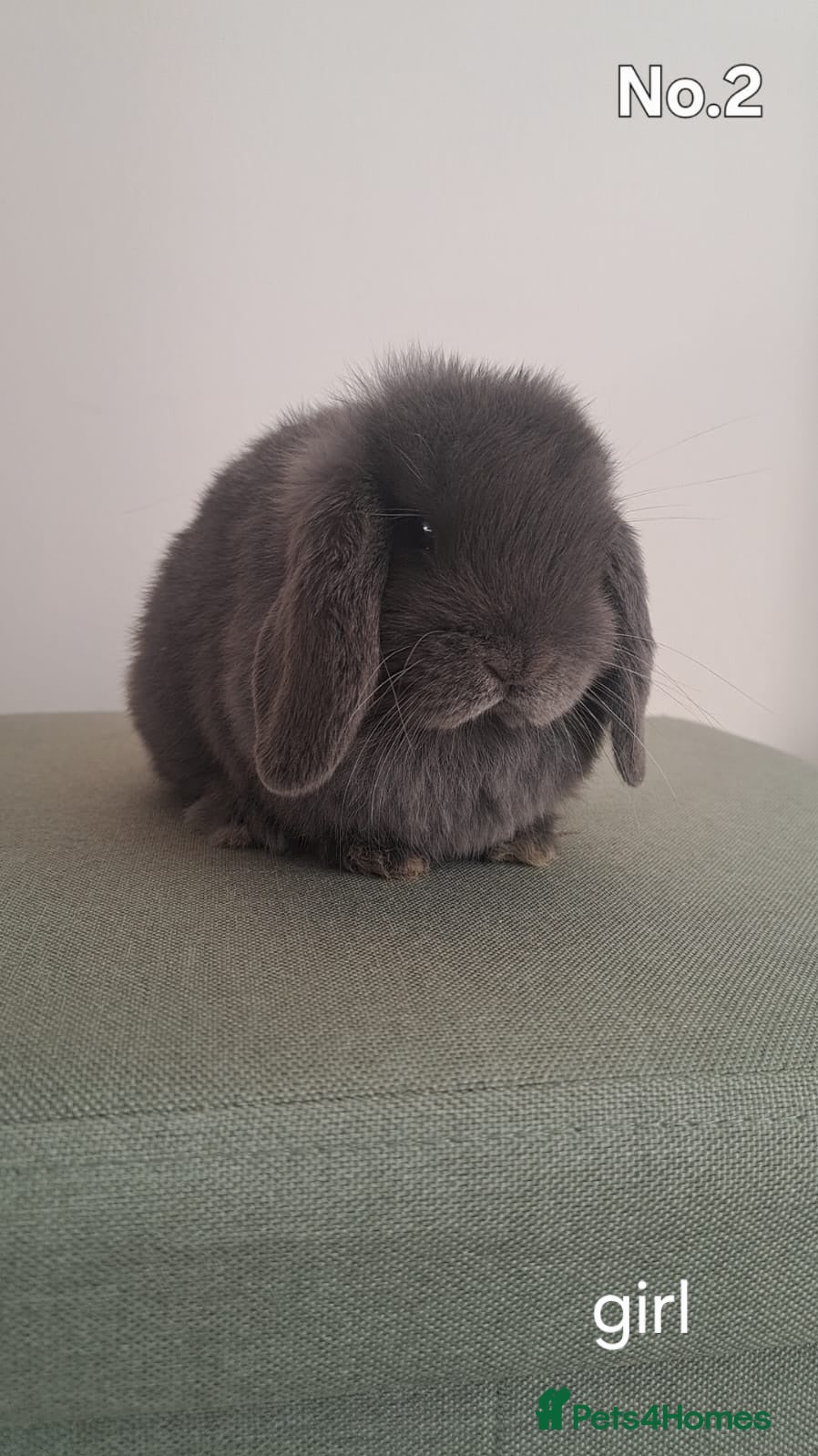 Mini Lop rabbits mini lops  - Advert 5