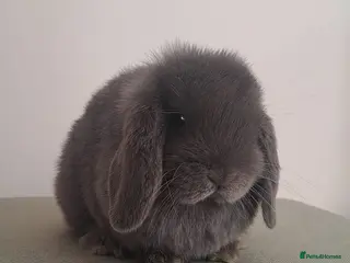 Mini Lop rabbits mini lops - Advert 5