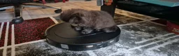 Mixed Breed cats for sale: Beautiful Black Ragdoll x Persian Kitten Ready Now in Barnsley - Advert 4