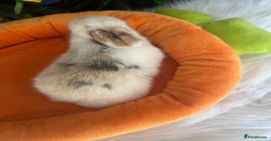 Mini Lop rabbits - Advert 5