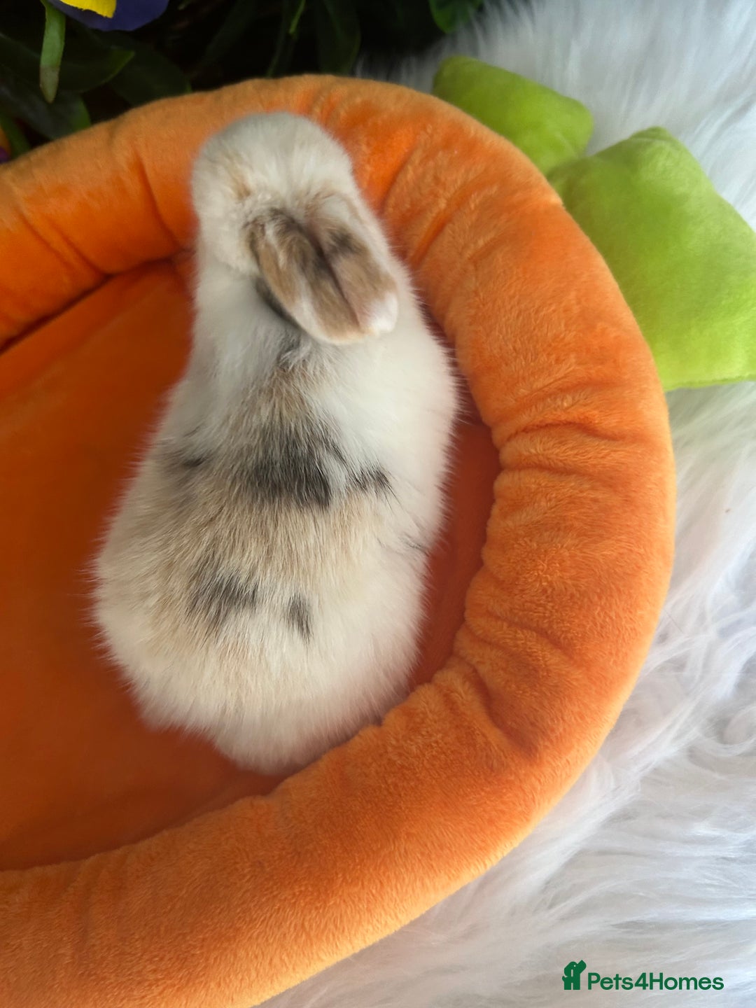 Mini Lop rabbits for sale: Pure Breed Mini lops  - Image 3