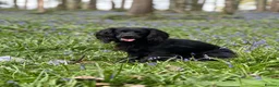 Cocker Spaniel dogs for sale: Working cocker spaniel puppies  in Berkeley - Advert 3