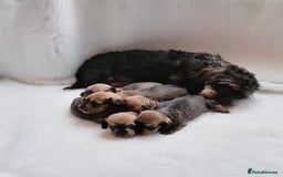 Miniature Dachshund dogs for sale: OUTSTANDING CHAMPION SIRED MINI WIREHAIRED KC REG - Image 2