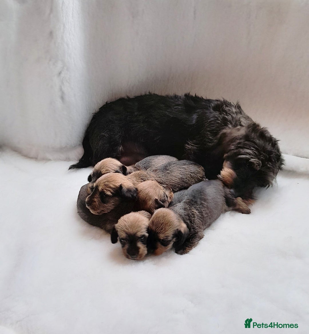 Miniature Dachshund dogs for sale: OUTSTANDING CHAMPION SIRED MINI WIREHAIRED KC REG - Image 2