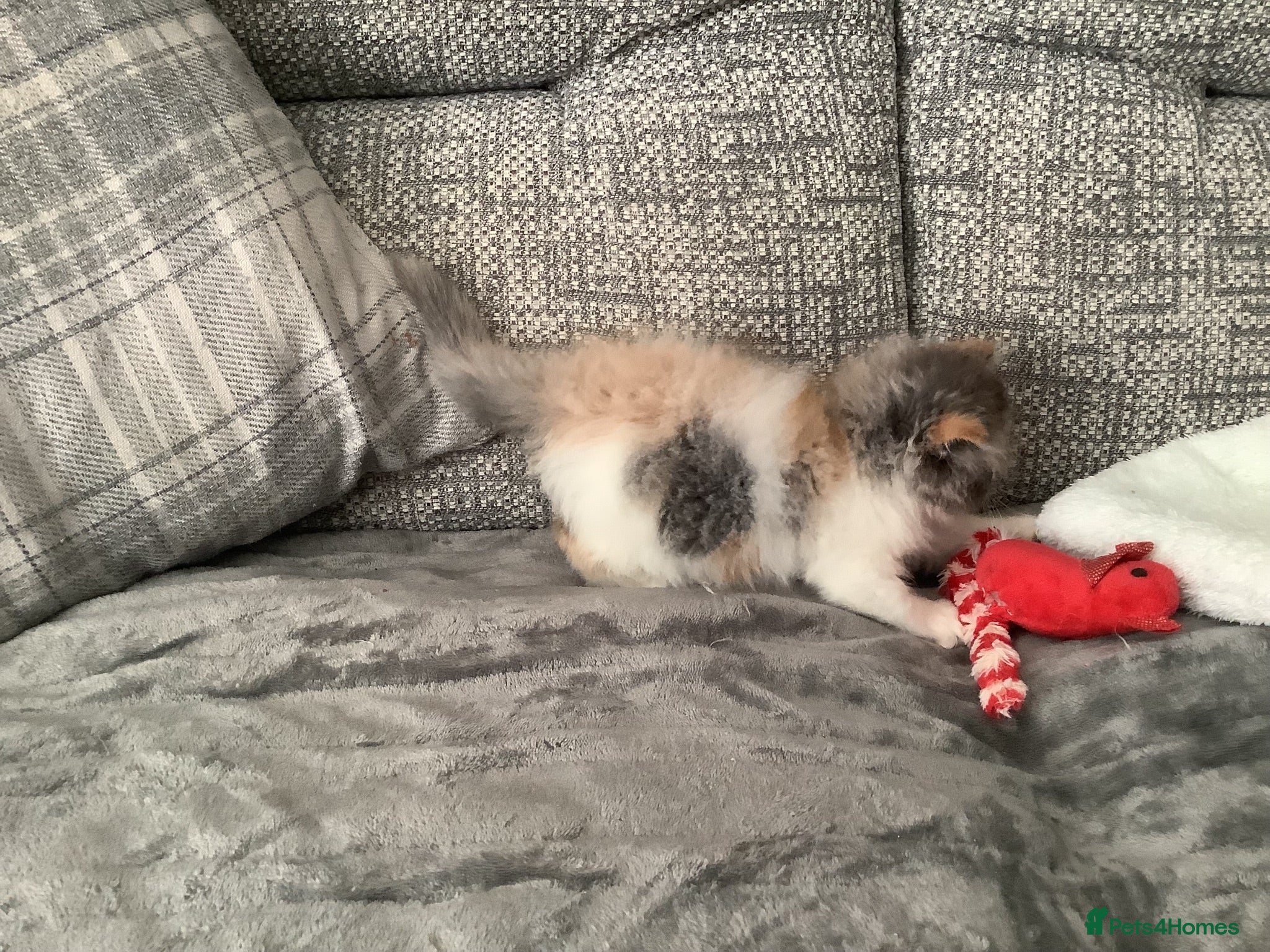 Persian cats Pure Persian Kitten - Advert 1