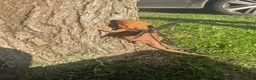 Bearded Dragon reptiles for sale: Stunning red bearded dragon with enclosure - Advert 8
