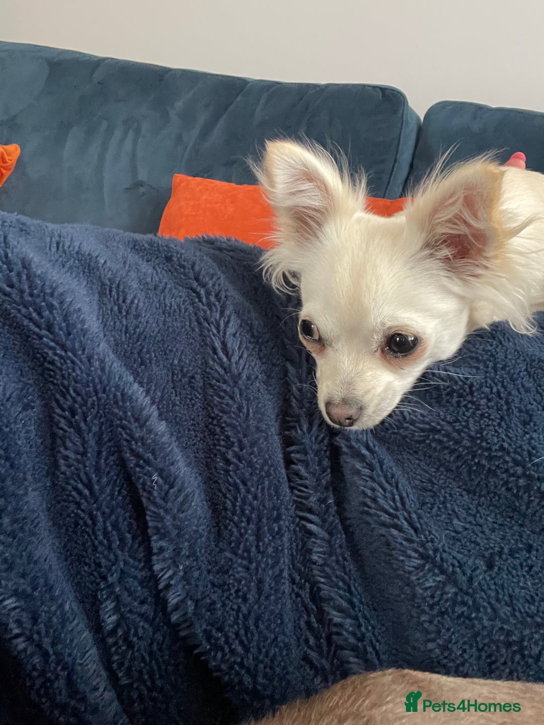 Chihuahua dogs for sale: Tony & pixie - Advert 12