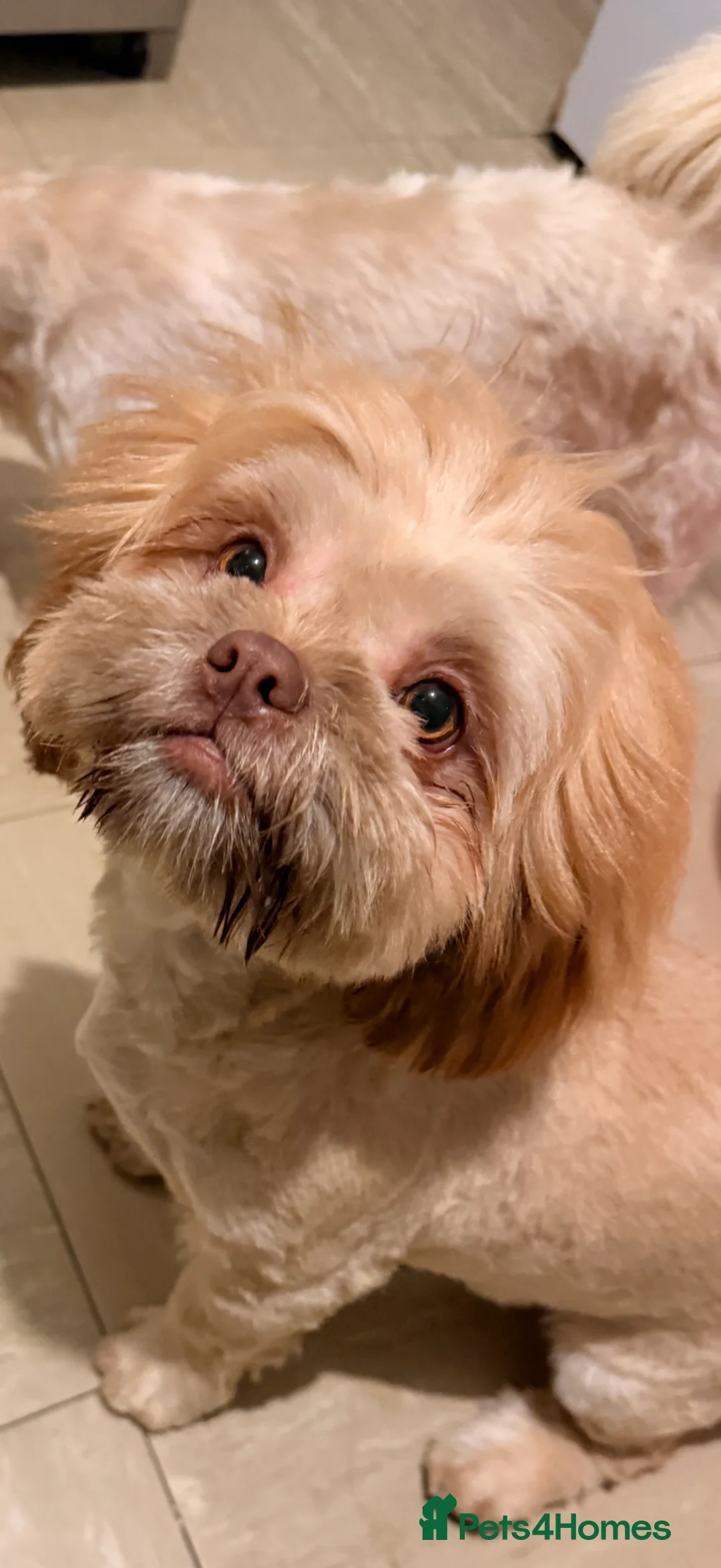 Shih Tzu dogs for sale: Five Pure Shihtzu puppies - Advert 1