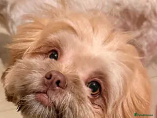 Shih Tzu dogs Five Shihtzu puppies - Advert 16