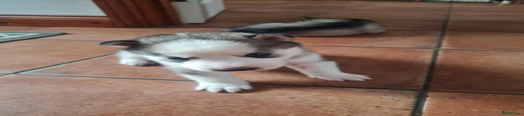 Siberian Husky Puppy 2