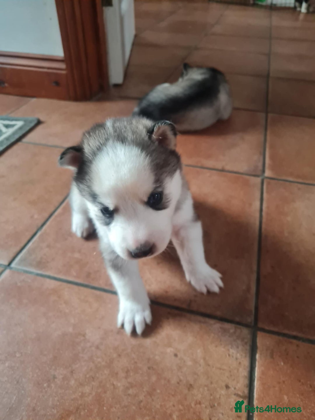 Siberian Husky dogs for sale: Siberian Husky puppies for sale  - Image 5