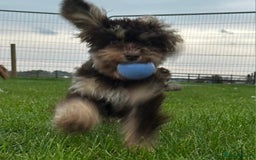 Cavapoo dogs for sale: Chocolate phantom tri cavapoo - Image 5