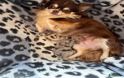 Pomchi dogs for sale: Beautiful Pomchi merl pups - Image 6