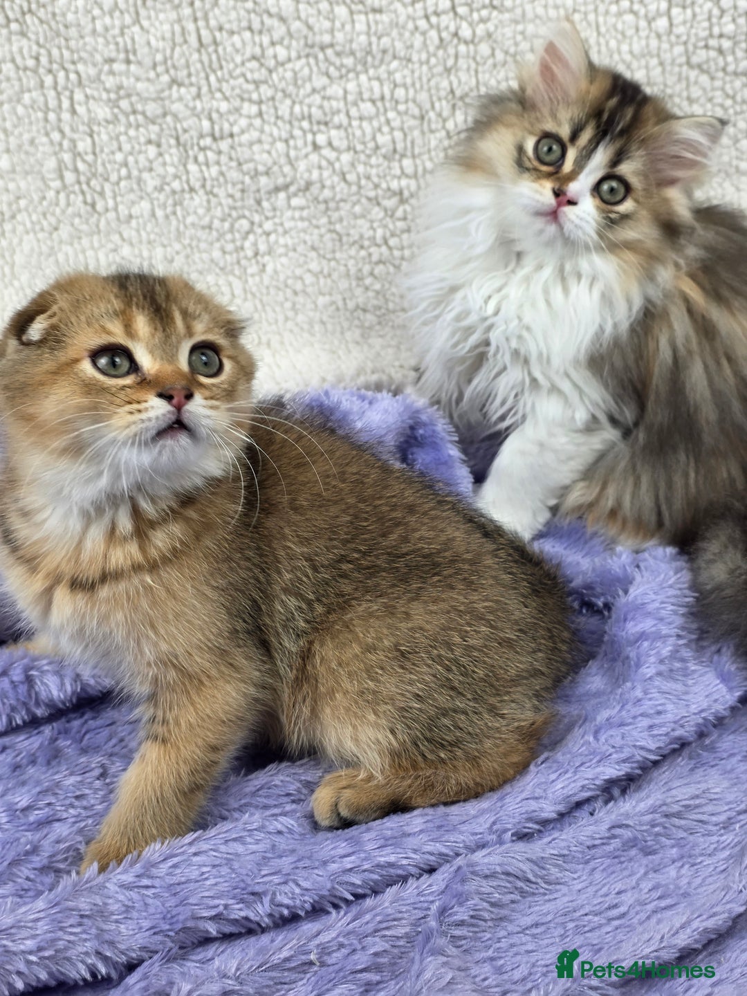 Scottish Fold cats for sale: STUNNING TICA REGISTERED SCOTTISH BABIES  - Advert 4