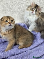 Scottish Fold cats STUNNING TICA REGISTERED SCOTTISH BABIES - Advert 14