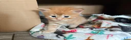 Mixed Breed cats for sale: Beautiful Ragdoll Cross Kittens - Advert 8