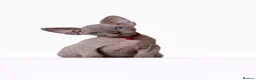 Sphynx cats for sale: Exceptional Sphynx Kittens - Advert 4