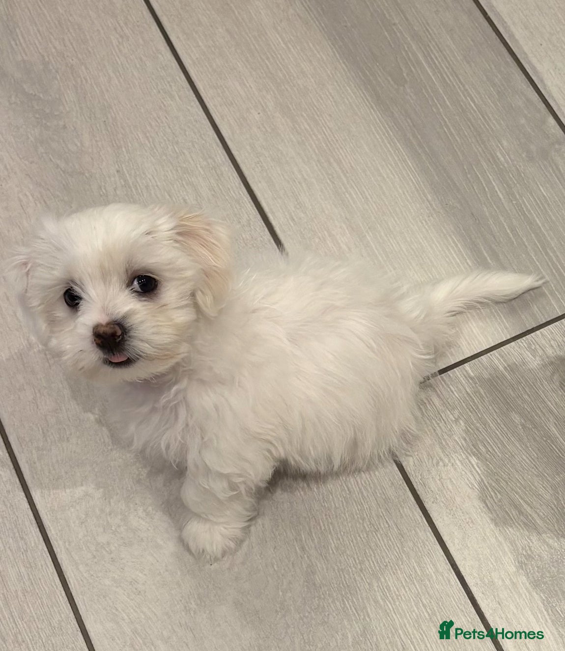 Maltese dogs Maltese puppies  - Advert 15