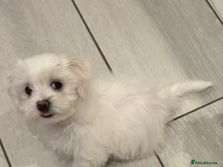 Maltese dogs Maltese puppies - Advert 15