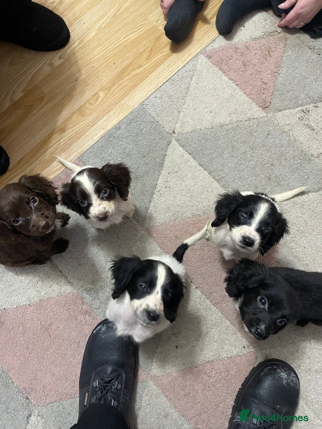 Sprocker dogs for sale: Sprocker Spaniel Puppies - Advert 14