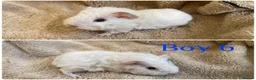 Mixed Breed rodents for sale: Girl and boy guinea for sale  - Advert 10