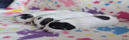 Jackapoo dogs for sale: Stunning Jackapoo girls  - Advert 6