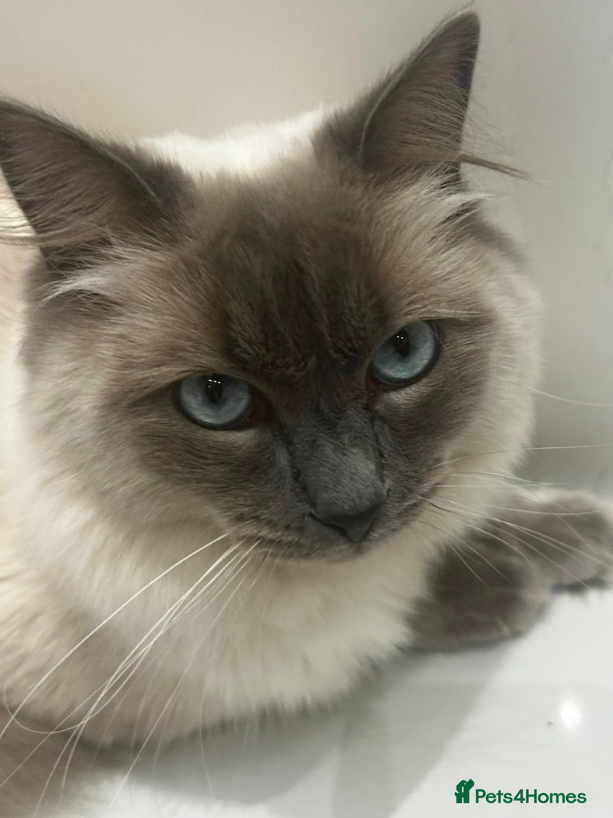 Ragdoll cats Beautiful 1-Year-Old Male Ragdoll (Joji) – (E6) - Advert 5