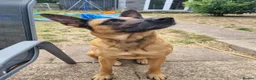 Belgian Shepherd Dog dogs for sale: Belgian shepherd female 5 year old - Advert 2