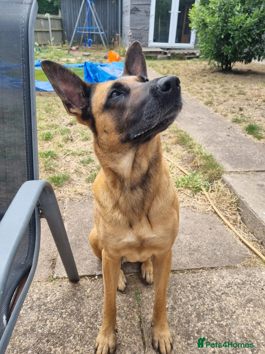Belgian Shepherd Dog dogs for sale: Belgian shepherd female 5 year old - Advert 2