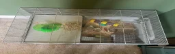 Hamster rodents for sale: Female Baby Syrian Hamster in York - Advert 9