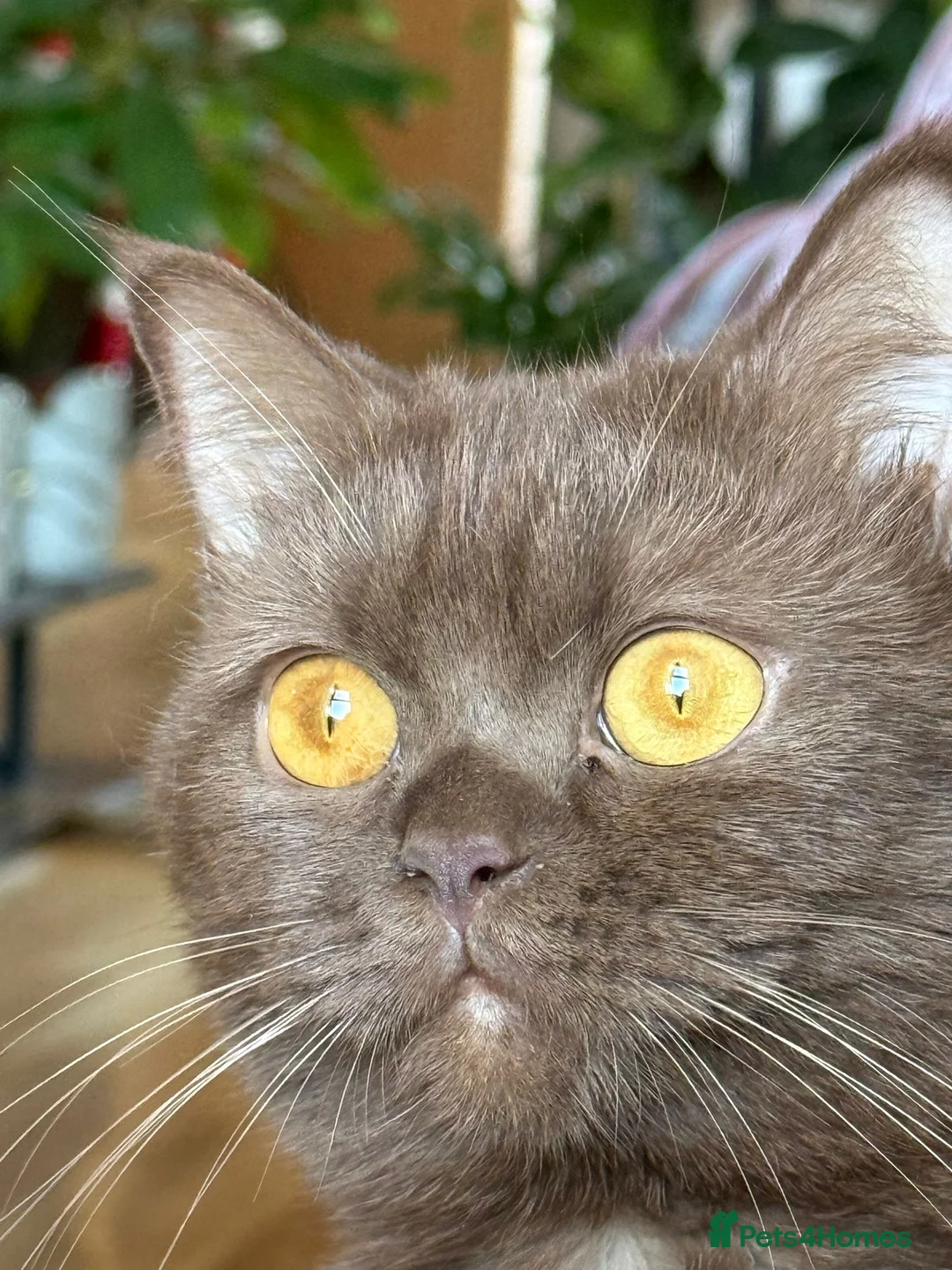 British Shorthair cats for sale: Adorable British Shorthair Kittens for Sale in Lincoln - Advert 4