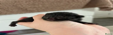 Mixed Breed Kitten 6
