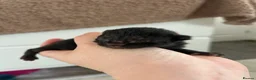Mixed Breed cats for sale: 1 female all black kitten  - Advert 2