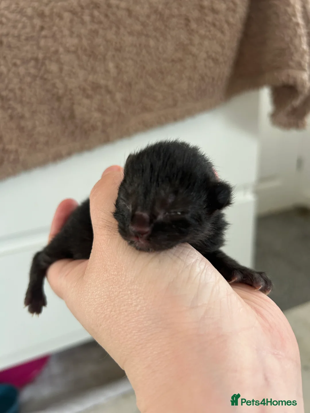 Mixed Breed cats for sale: 1 female all black kitten  - Advert 2
