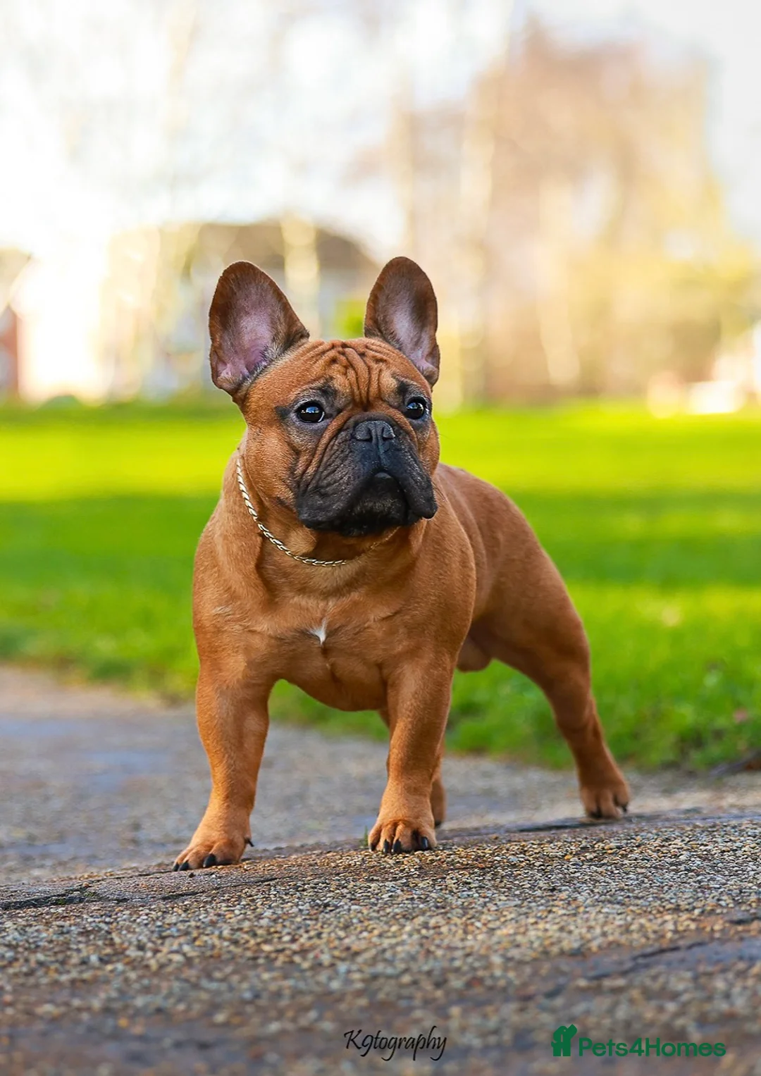 French Bulldog dogs for stud: 💥3x Ch Rocky of Empire OB UK💥FBCE Silver Tested in Doncaster - Advert 6