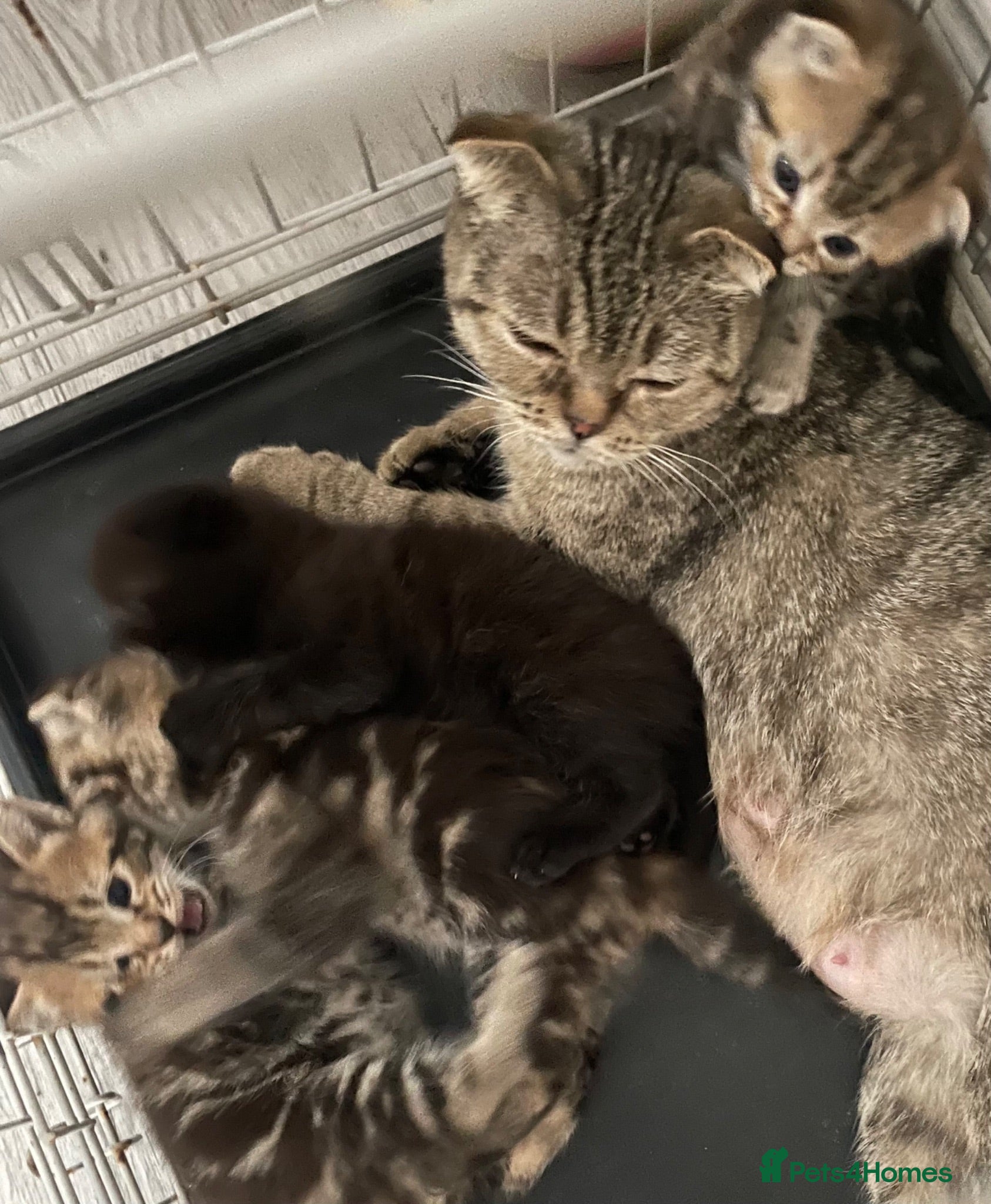 British Shorthair cats Kittens  - Advert 3