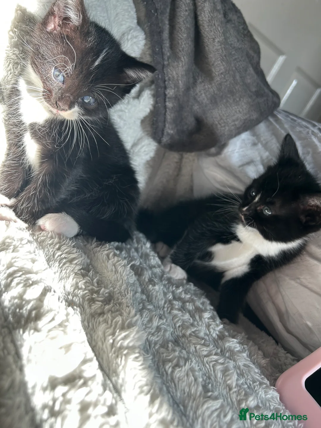 Mixed Breed cats for sale: Common house kittens - Advert 8