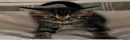 Mixed Breed cats for sale: Kittens - Advert 3