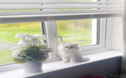 Persian cats for sale: Chinchilla persian 🎀💕 - Image 1