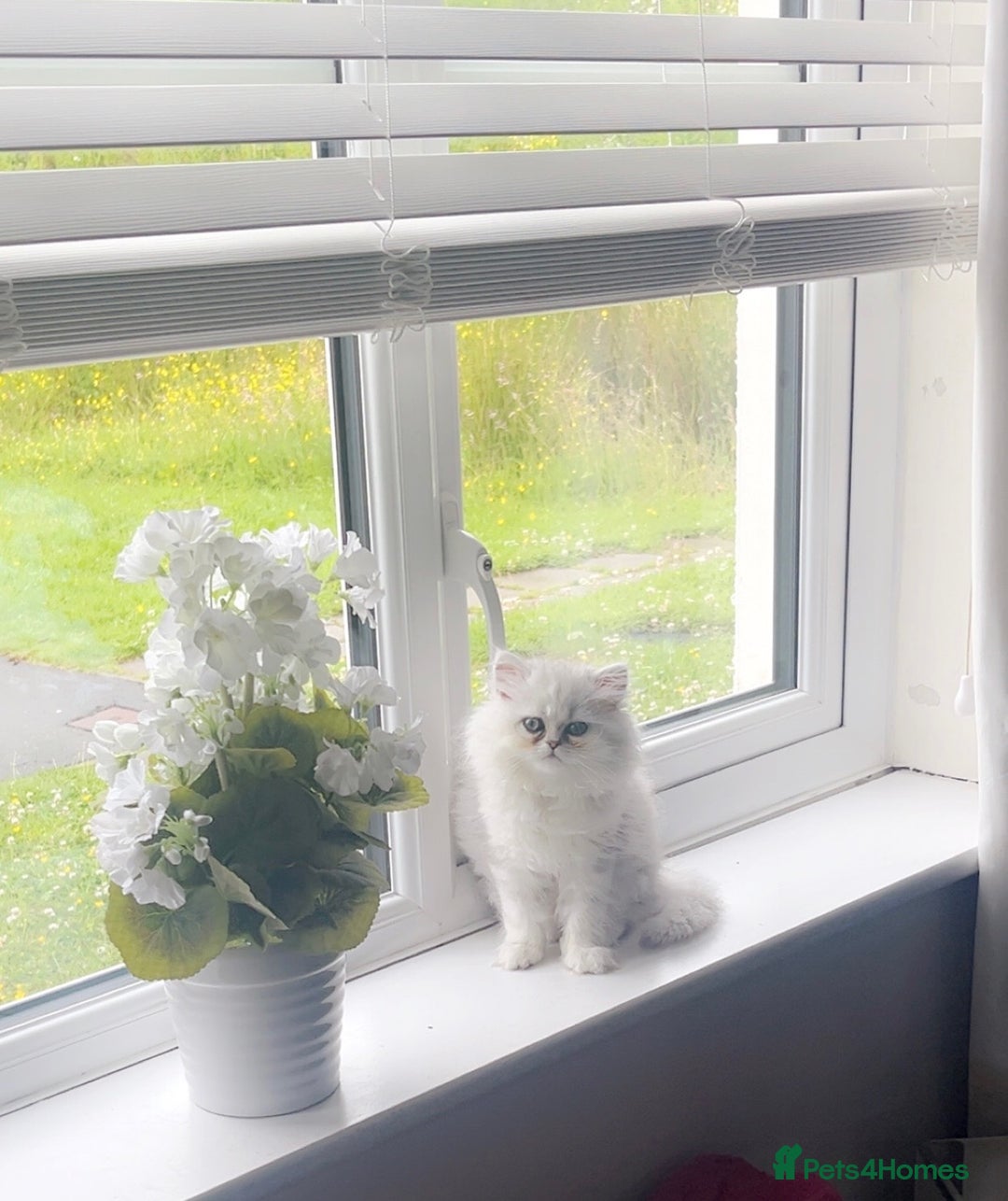 Persian cats for sale: Chinchilla persian 🎀💕 - Image 1