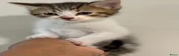 Mixed Breed cats for sale: Beautiful Siberian Cross Kittens  - Advert 3
